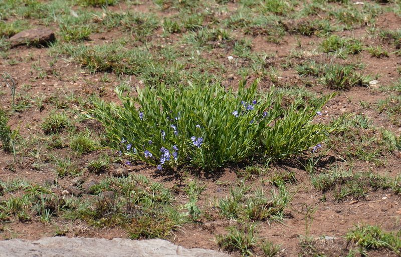 Rotheca hirsuta, photographed by Matthew Fainman
