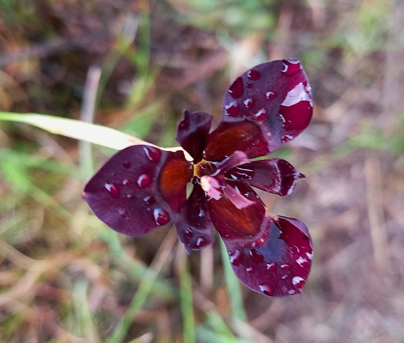 Moraea lurida, photographed by Liezl van der Merwe