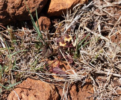 Hermannia depressa, photographed by Matthew Fainman
