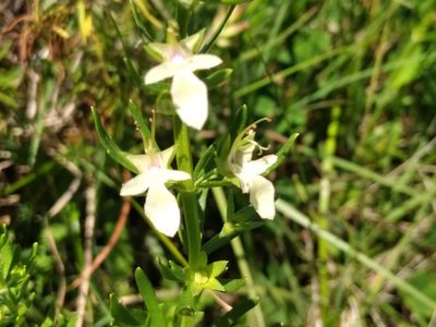 Teucrium cubense, photographed by Adriana Machado
