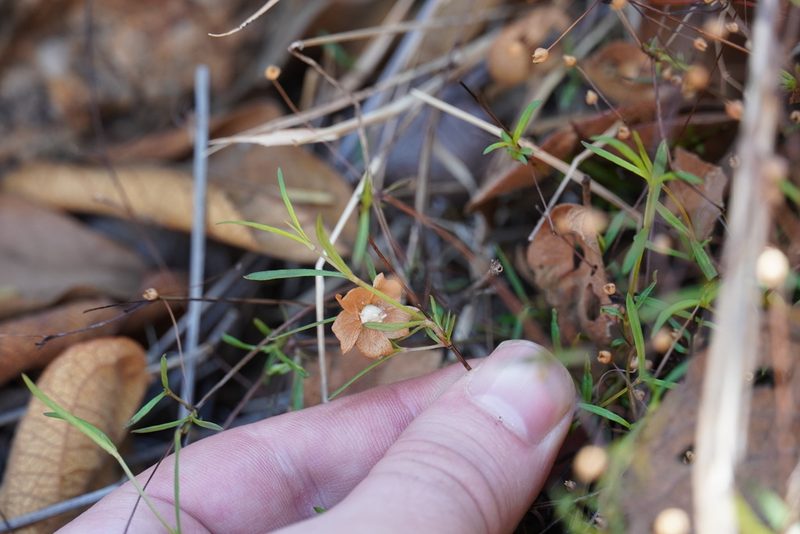 Oldenlandia herbacea, photographed by Matthew Fainman