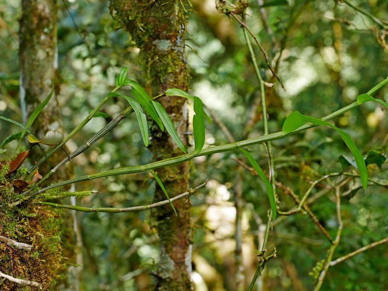 Dendrobium moniliforme, photographed by Jacy Chen