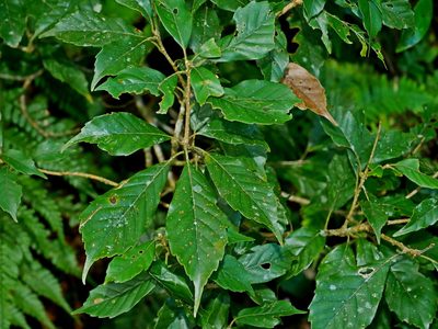Lithocarpus corneus, photographed by Jacy Chen