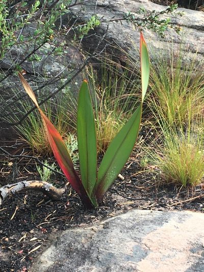 Watsonia vanderspuyae, photographed by Simon Tamblyn