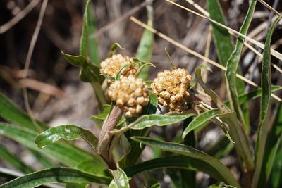 Helichrysum nudifolium, photographed by Matthew Fainman