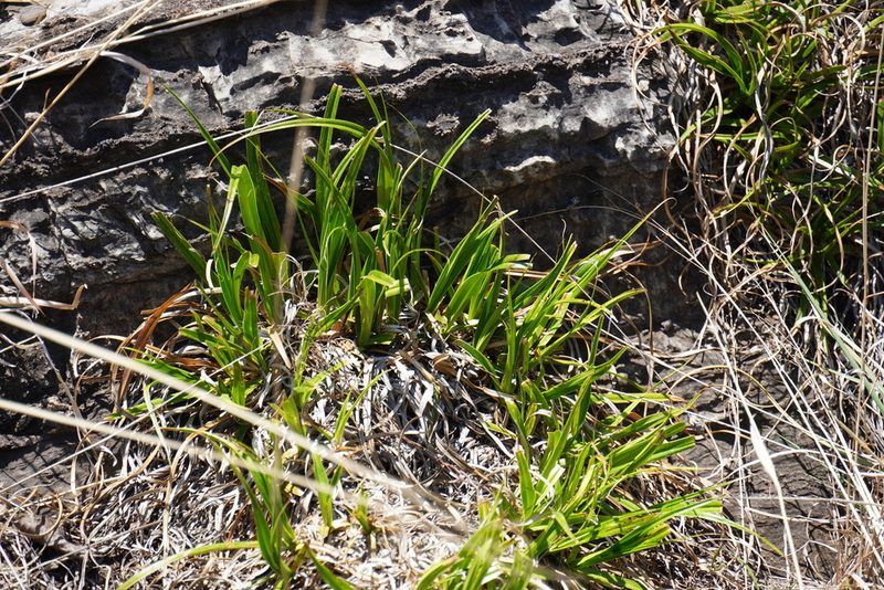 Xerophyta adendorffii, photographed by Matthew Fainman