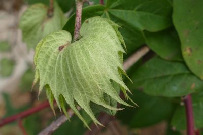 Gossypium barbadense, photographed by Dieter Schulten