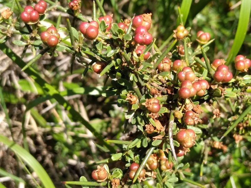 Discaria americana, photographed by Adriana Machado