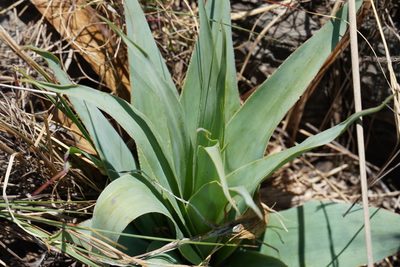Ledebouria marginata, photographed by Matthew Fainman