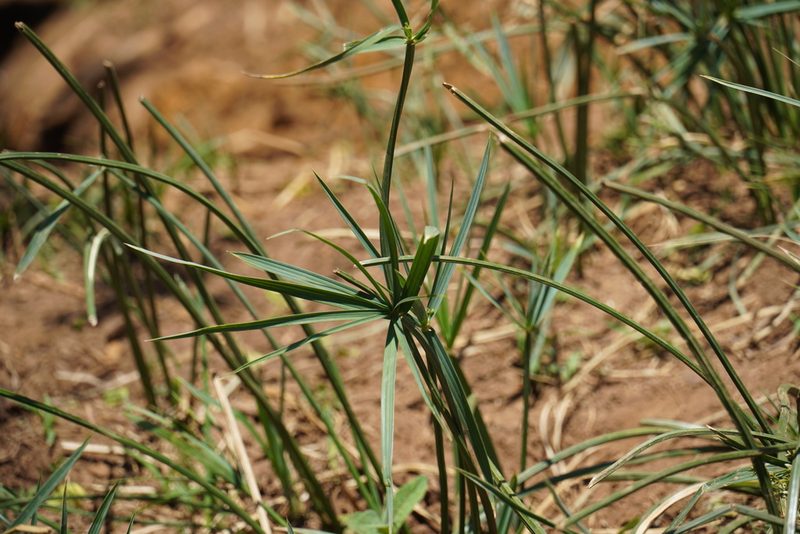 Cyperus sexangularis, photographed by Matthew Fainman