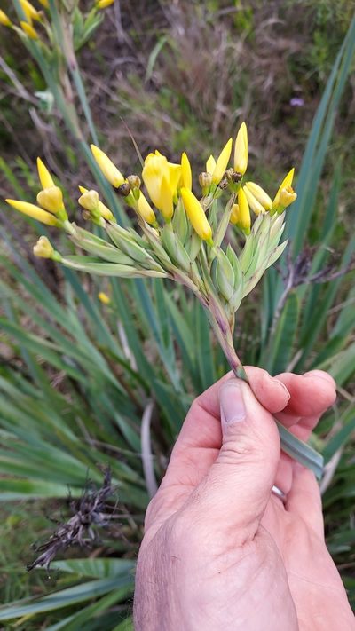 Sisyrinchium palmifolium, photographed by Roderick Cameron