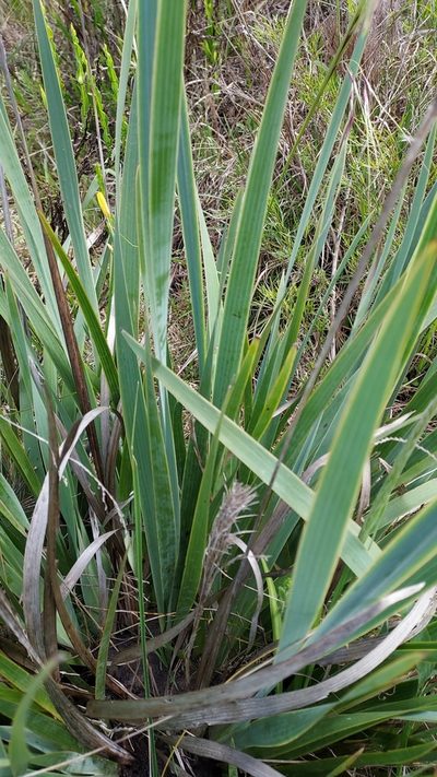 Sisyrinchium palmifolium, photographed by Roderick Cameron