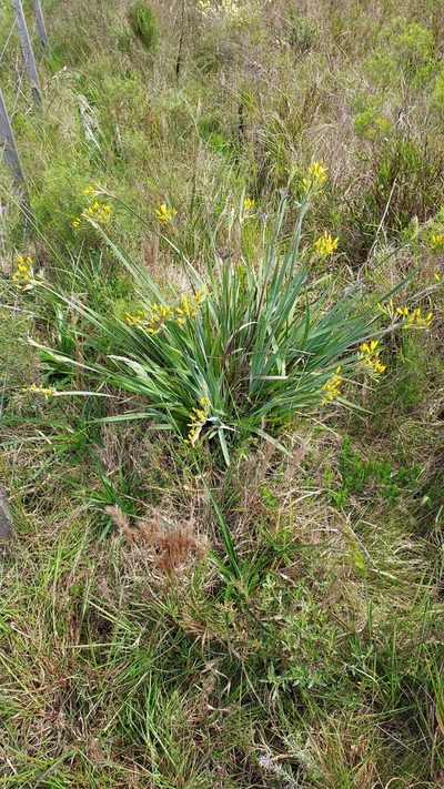 Sisyrinchium palmifolium, photographed by Roderick Cameron