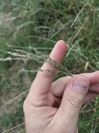 Digitaria californica, photographed by Cleveland Powell