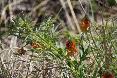 Indigastrum burkeanum, photographed by Matthew Fainman