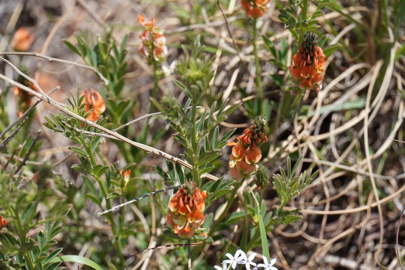 Indigastrum burkeanum, photographed by Matthew Fainman
