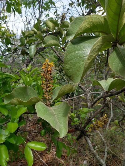 Byrsonima verbascifolia, photographed by Leonardo Bergamini