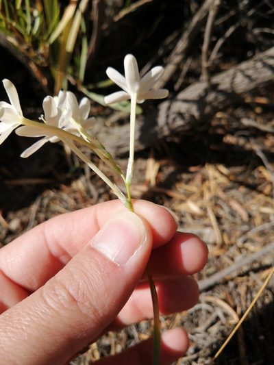 Ixia paucifolia, photographed by Danie Palm