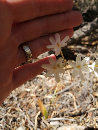 Ixia paucifolia, photographed by Danie Palm