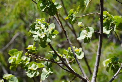 Dombeya rotundifolia, photographed by Matthew Fainman