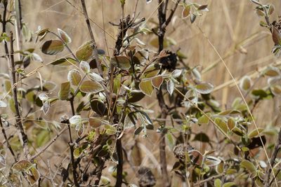Combretum molle, photographed by Matthew Fainman