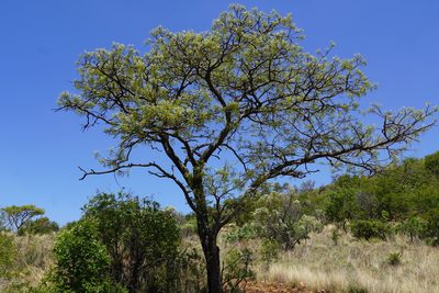 Burkea africana, photographed by Matthew Fainman