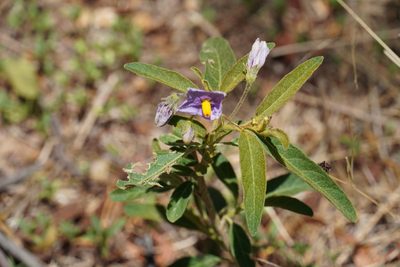 Solanum campylacanthum, photographed by Matthew Fainman