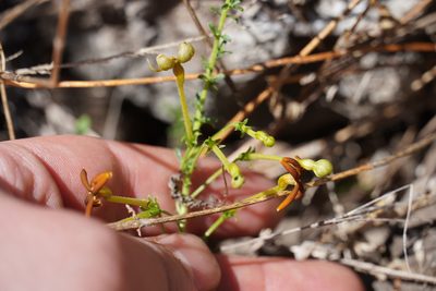 Jamesbrittenia burkeana, photographed by Matthew Fainman