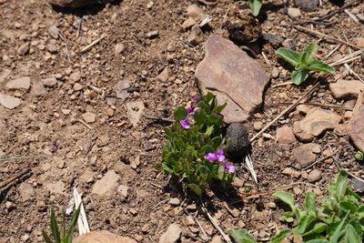 Polygala amatymbica, photographed by Matthew Fainman