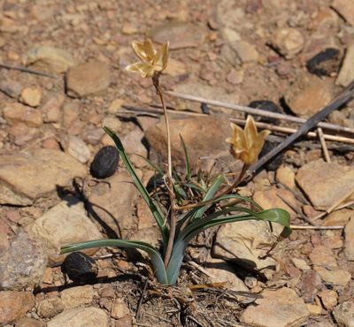 Ornithoglossum vulgare, photographed by Matthew Fainman
