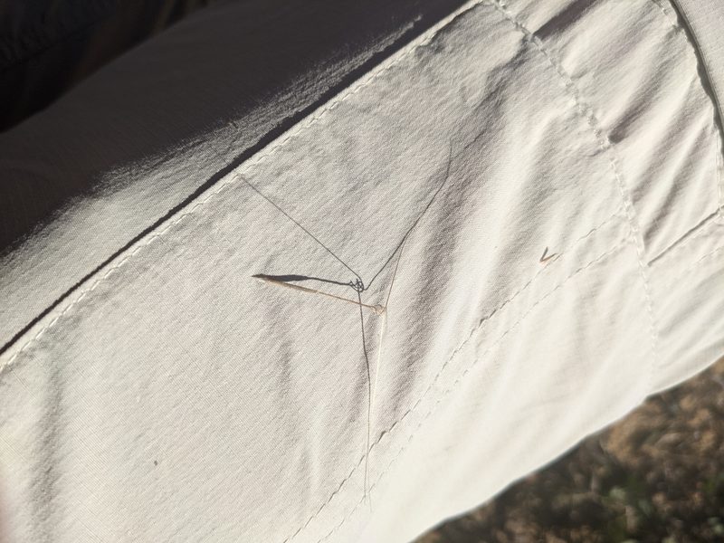 Aristida tuberculosa, photographed by Ethan Rose