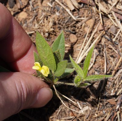 Rhynchosia totta, photographed by Matthew Fainman