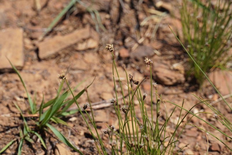 Bulbostylis burchellii, photographed by Matthew Fainman