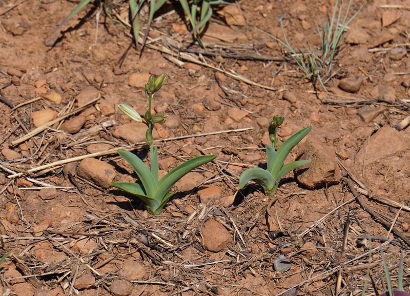 Chlorophytum trichophlebium, photographed by Matthew Fainman