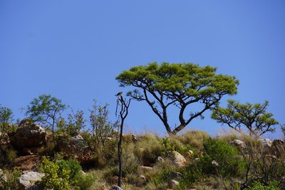 Burkea africana, photographed by Matthew Fainman
