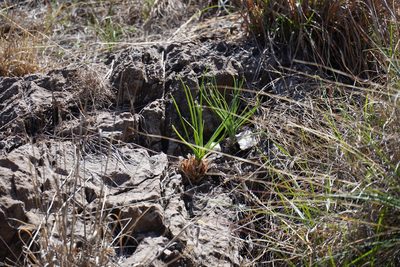 Albuca setosa, photographed by Matthew Fainman