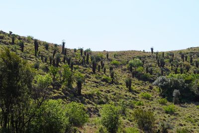 Aloe marlothii, photographed by Matthew Fainman