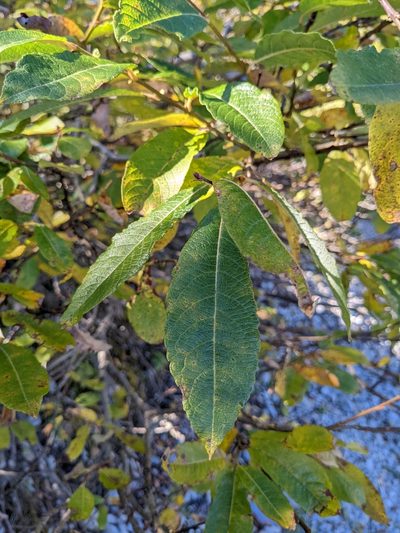 Salix appendiculata, photographed by Attila Oláh