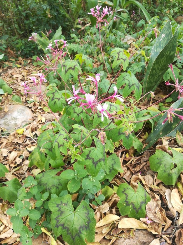 Pelargonium transvaalense, photographed by Noeleen du Toit