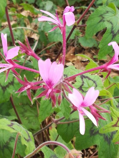 Pelargonium transvaalense, photographed by Noeleen du Toit