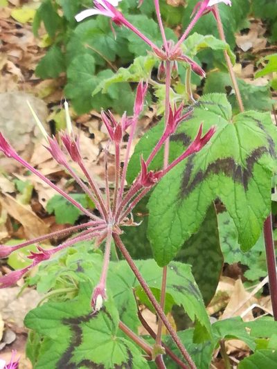 Pelargonium transvaalense, photographed by Noeleen du Toit