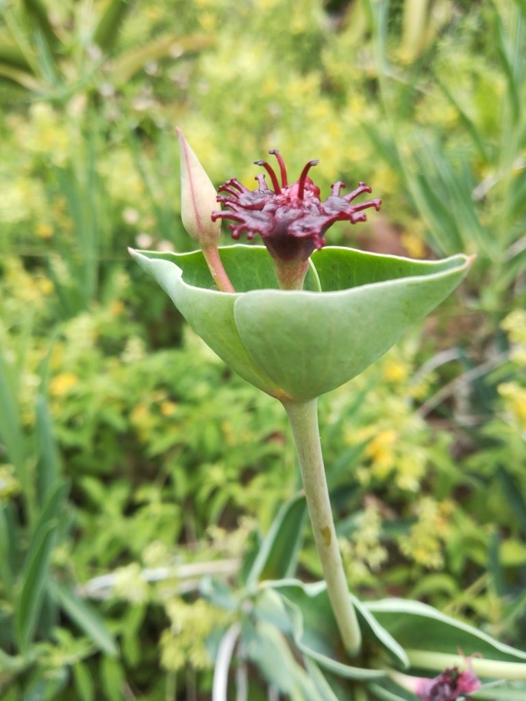 Euphorbia monteiroi, photographed by Noeleen du Toit