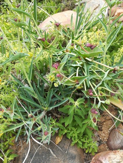 Euphorbia monteiroi, photographed by Noeleen du Toit
