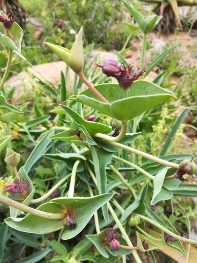 Euphorbia monteiroi, photographed by Noeleen du Toit