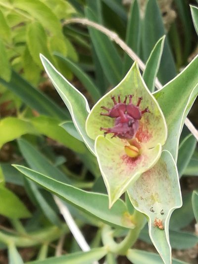 Euphorbia monteiroi, photographed by Noeleen du Toit