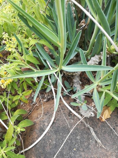 Euphorbia monteiroi, photographed by Noeleen du Toit
