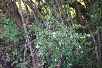 Pyracantha koidzumii, photographed by Matthew Fainman
