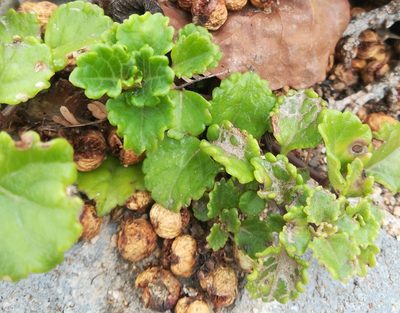 Plectranthus verticillatus, photographed by Noeleen du Toit