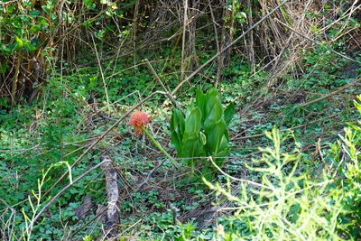 Scadoxus puniceus, photographed by Matthew Fainman