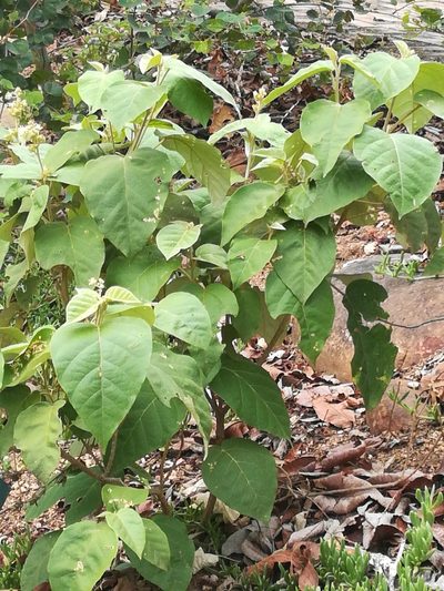 Croton steenkampianus, photographed by Noeleen du Toit
